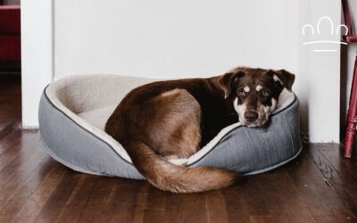 Why Does My Dog Sigh When It Lies Down?